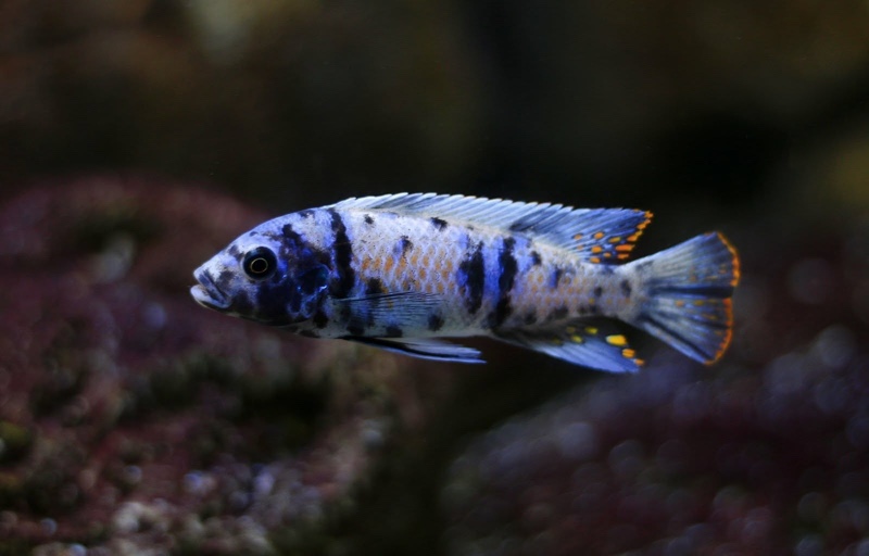 Maylandia tarakiki 'Mbamba Bay'